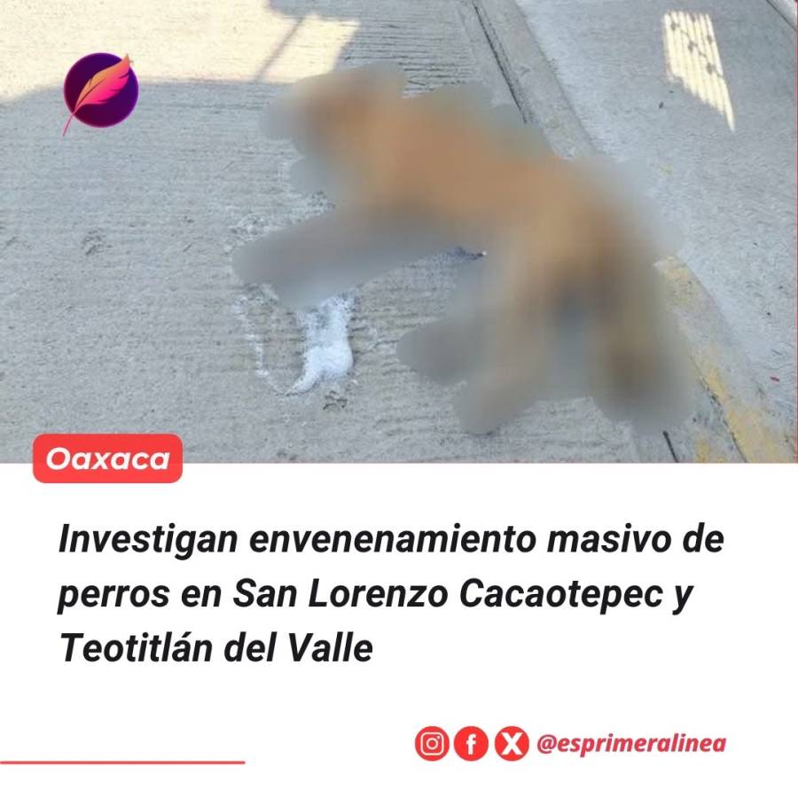 Hallan al menos 10 perros envenenados en San Lorenzo Cacaotepec y Teotitlán del Valle; comunidades exigen investigación