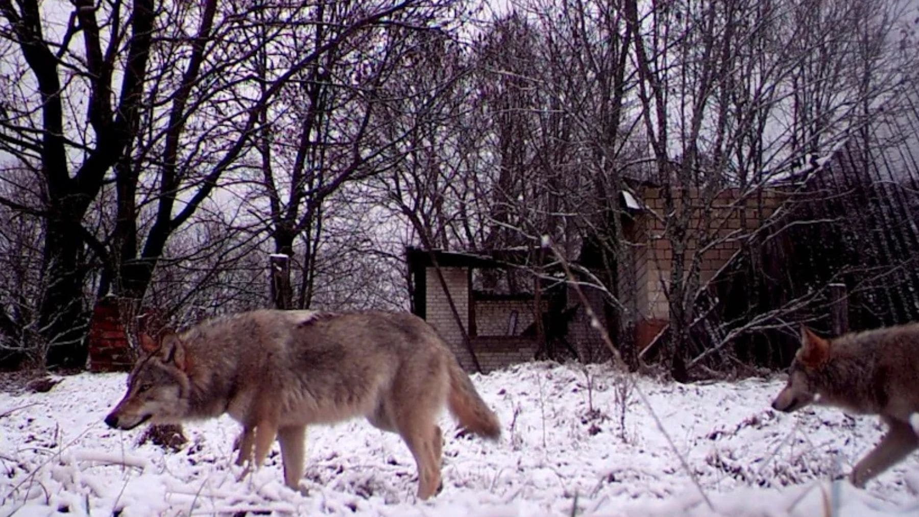 Los lobos de Chernobyl son resistentes al cáncer: la ciencia detrás del fenómeno