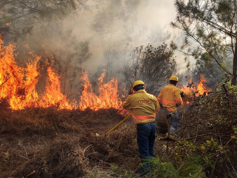 148 incendios y 22 mil hectáreas quemadas: Oaxaca, tercer estado más afectado del país