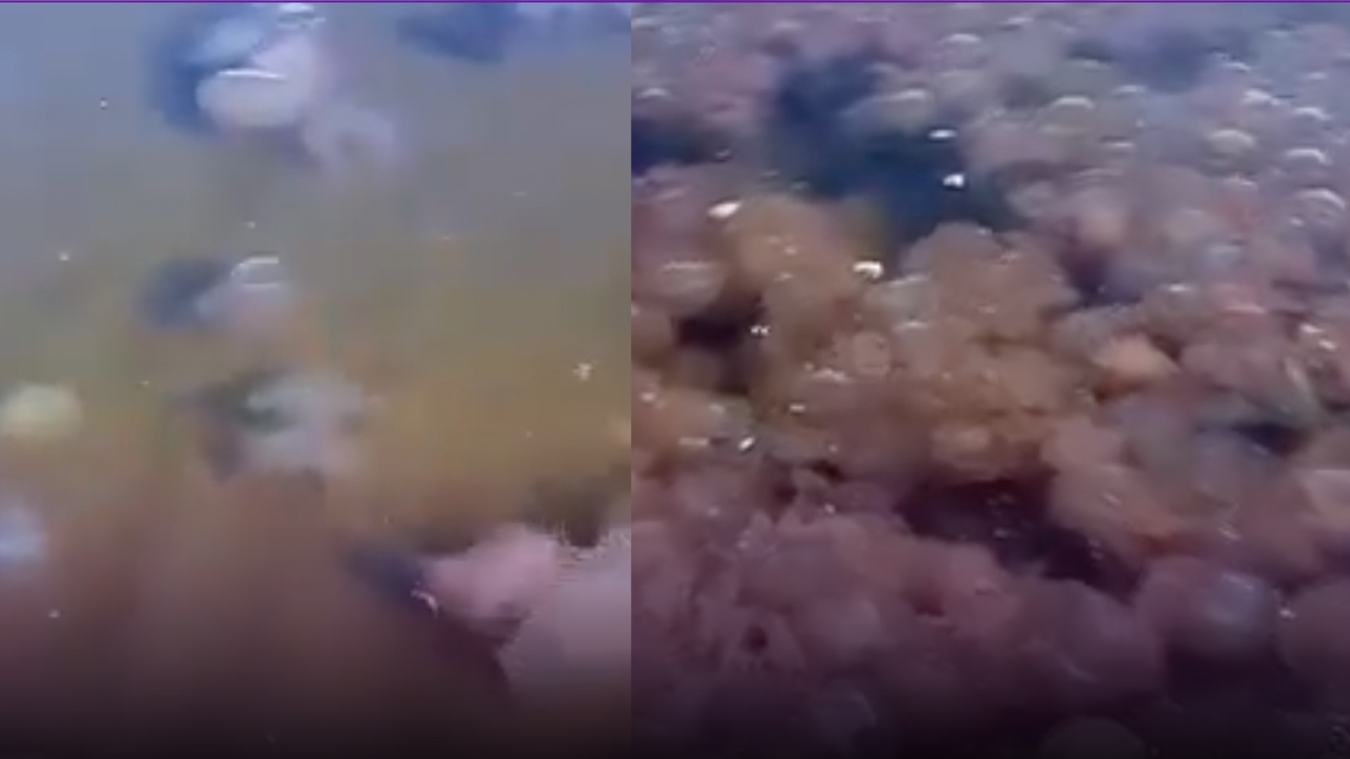 El mar escupió miles de medusas en Xadani y nadie sabe por qué