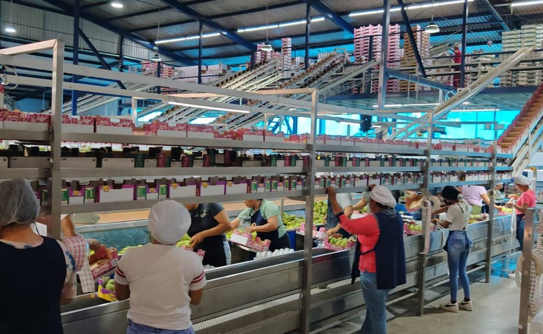 «No presuman con sombrero ajeno»: productores de mango exhiben al gobierno de Oaxaca «No presuman con sombrero ajeno»: productores de mango exhiben al gobierno de Oaxaca