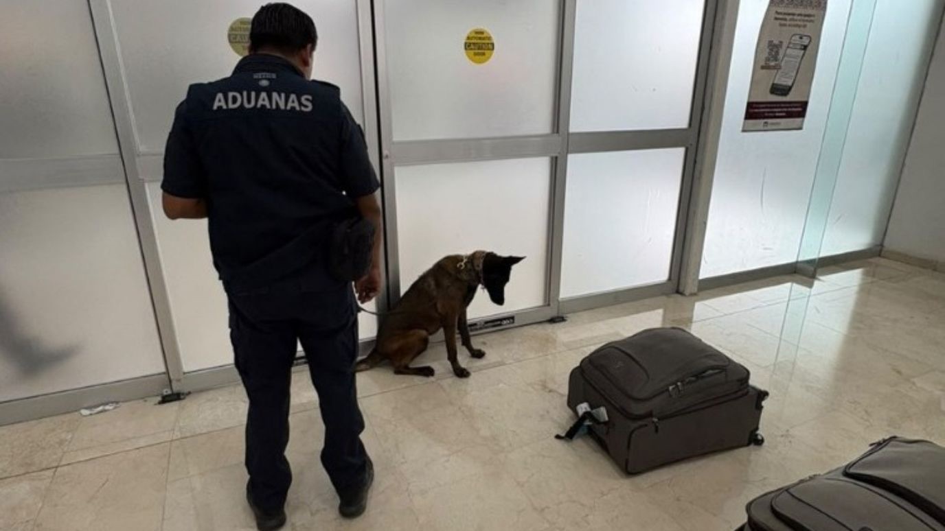 «Cinta» lo olió: aseguran más de 365 mil dólares sin declarar en el Aeropuerto de Oaxaca a un pasajero que venía de Dallas